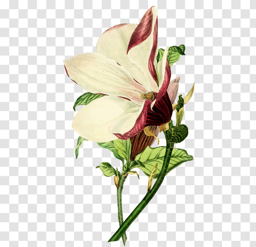 Botanical Illustration Drawing Magnolia Liliiflora - Peruvian Lily Transparent PNG