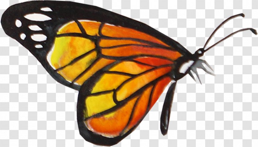 Monarch Butterfly - Invertebrate - Creative Watercolor Transparent PNG