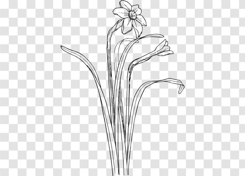 Drawing Plant Stem Flower Clip Art - Tree - Camellia Sinensis Leaf Transparent PNG