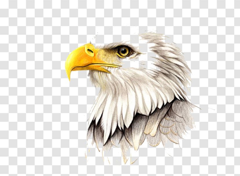 Hawk Painting Illustration - Bird - Hand Painted Eagle Transparent PNG
