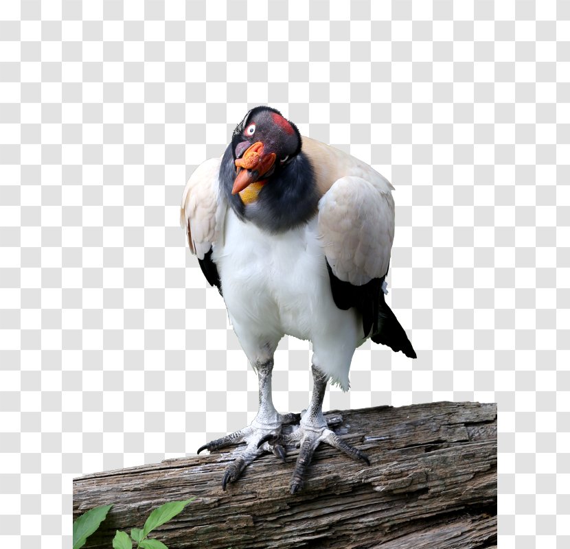Beak King Vulture Animal - Bird - Gimp Transparent PNG