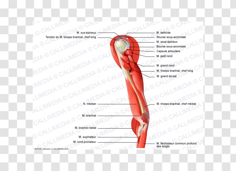 Thumb Muscle Nerve Arm Shoulder - Cartoon Transparent PNG