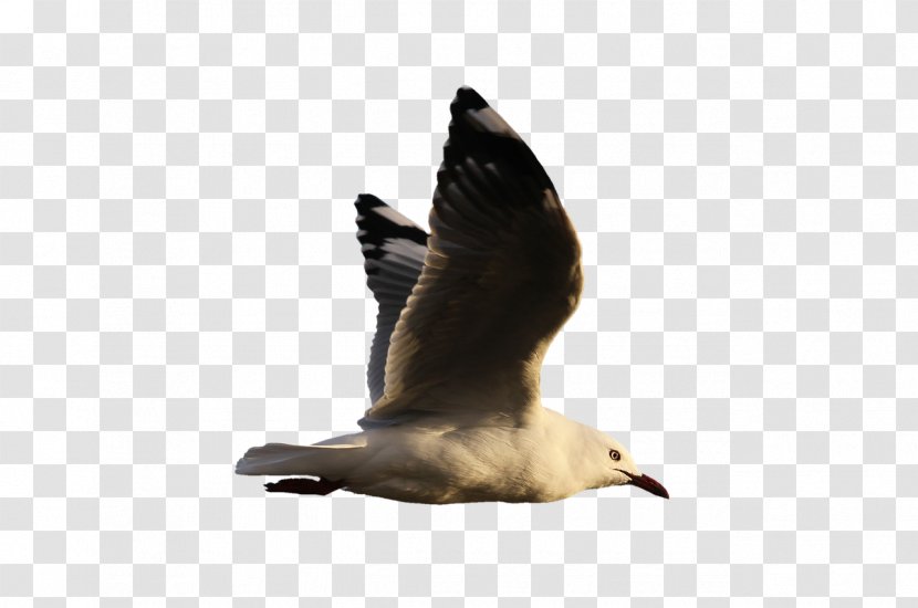 Water Bird Goose Gulls Clip Art - Plumage Transparent PNG