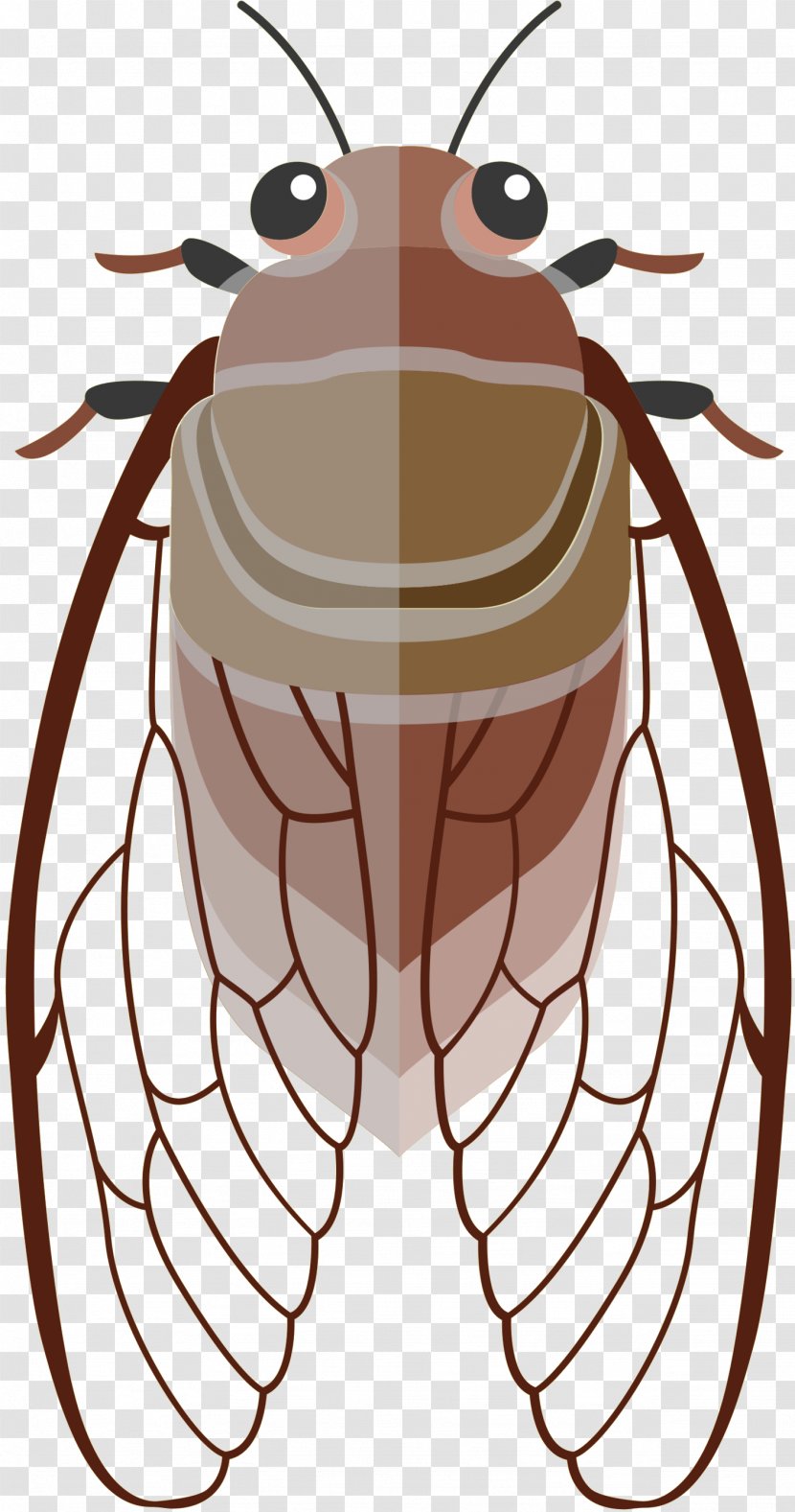 Illustration Euclidean Vector Clip Art Cicadoidea Graphics - Drawing - Membranewinged Insect Transparent PNG