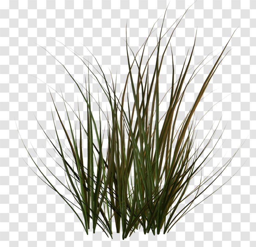 Plant Stem Grass Family Sweet - Commodity Transparent PNG