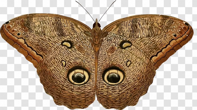 Owl Butterfly Insect Caligo Eurilochus Clip Art - Organism - Brown Transparent PNG