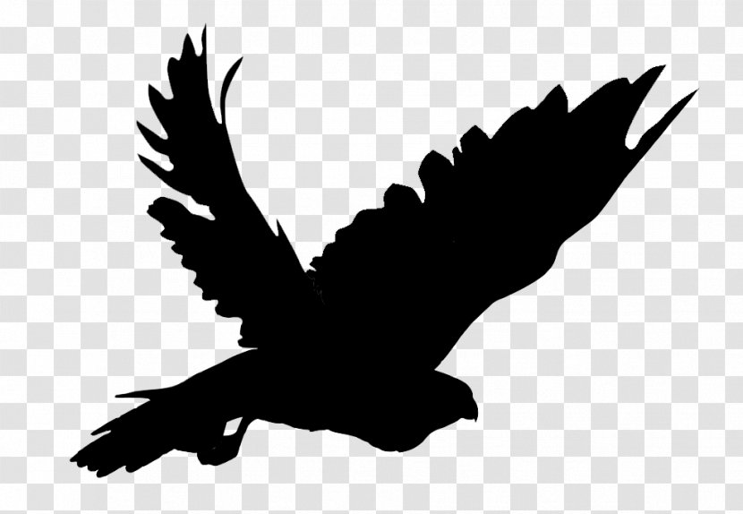 Eagle Hawk Common Buzzard Fauna - Sky - Organism Transparent PNG