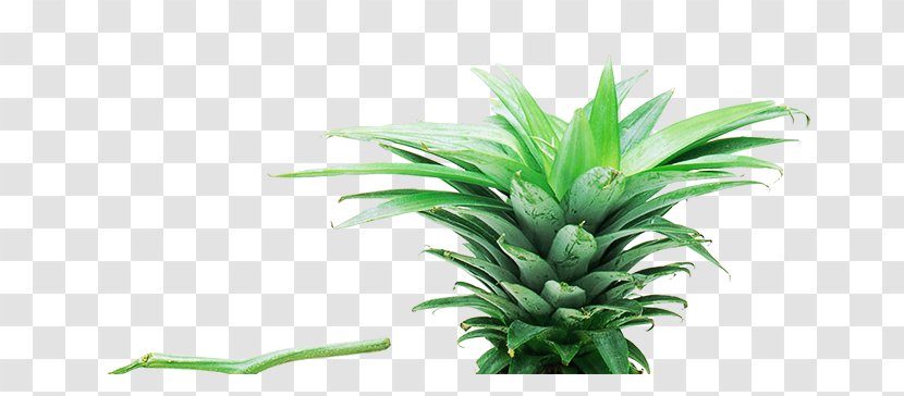 Nutrient Food Auglis Fruit Frugivore - Silhouette - Pineapple Leaves Transparent PNG