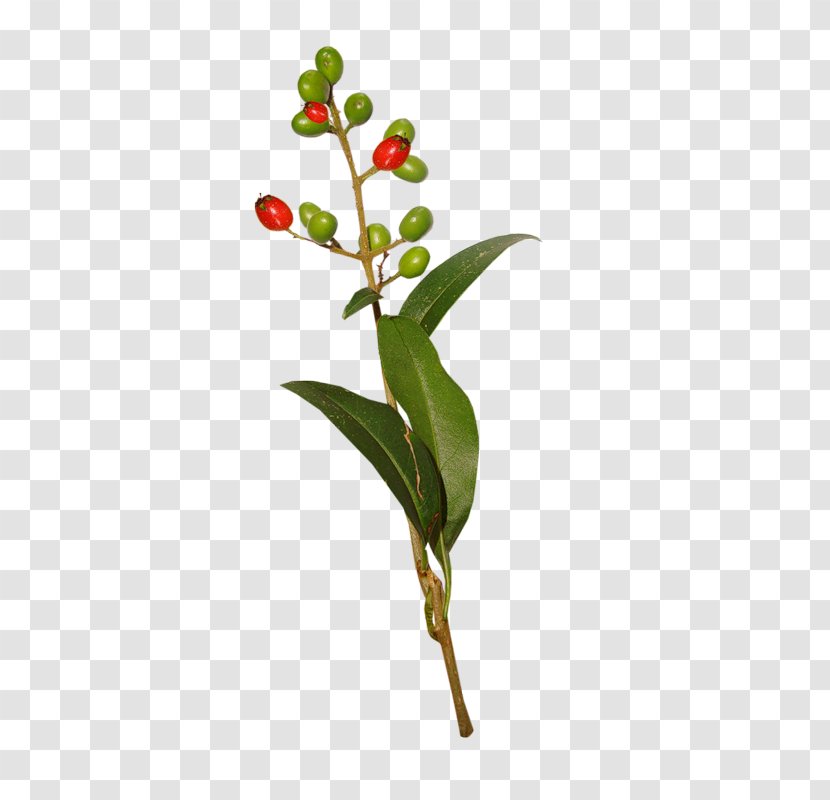 Twig Leaf Branch Bud Plant Stem - Flowering Transparent PNG