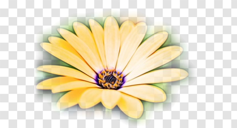 Cartoon Nature Background - Watercolor - Daisy Family Wildflower Transparent PNG