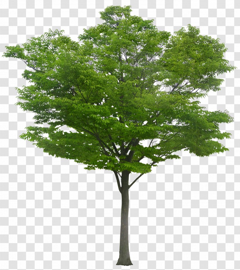 Tree - Woody Plant - A Transparent PNG