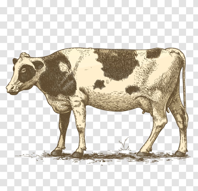Cream Royalty-free - Terrestrial Animal - Cow Goat Family Transparent PNG