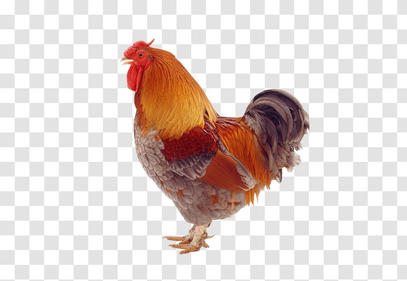 Rooster Sicilian Buttercup One Clue Crossword Hen - Drawing - Wirtualna Polska Sa Transparent PNG