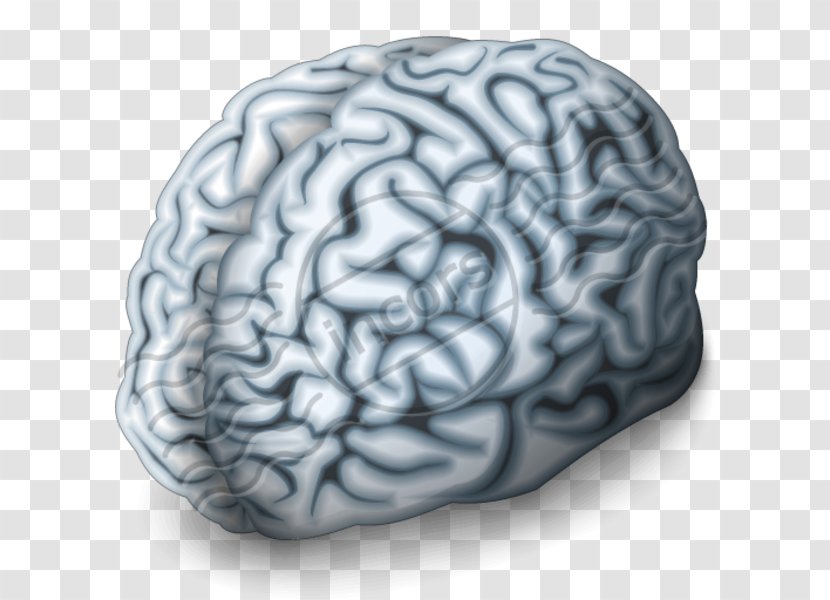 Human Brain Neuroimaging Digital Marketing Cerebral Arteries - Tree Transparent PNG