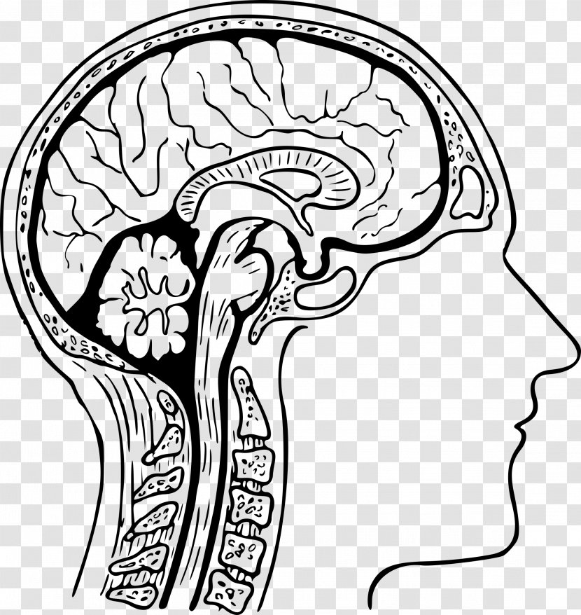 Human Head Brain Anatomy Body - Heart Transparent PNG