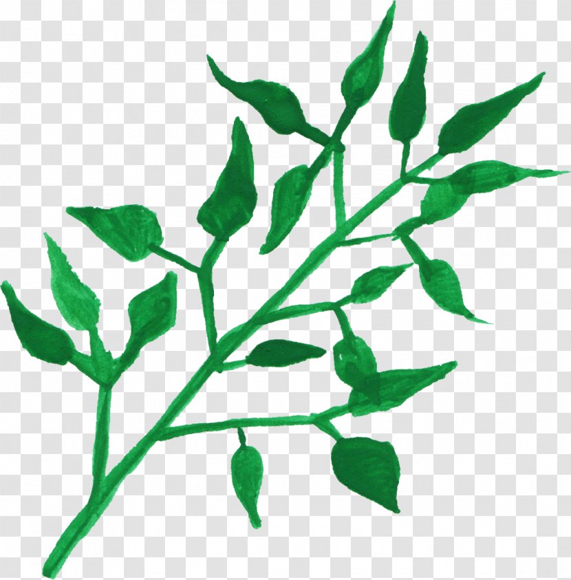 Leaf Plant Stem Watercolor Painting - Botany - Leaves Transparent PNG