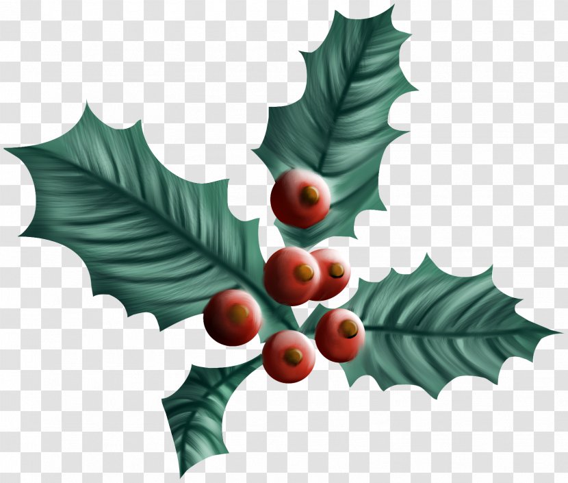 Common Holly Christmas Drawing Aquifoliales Plant - Gift - Leaf Transparent PNG