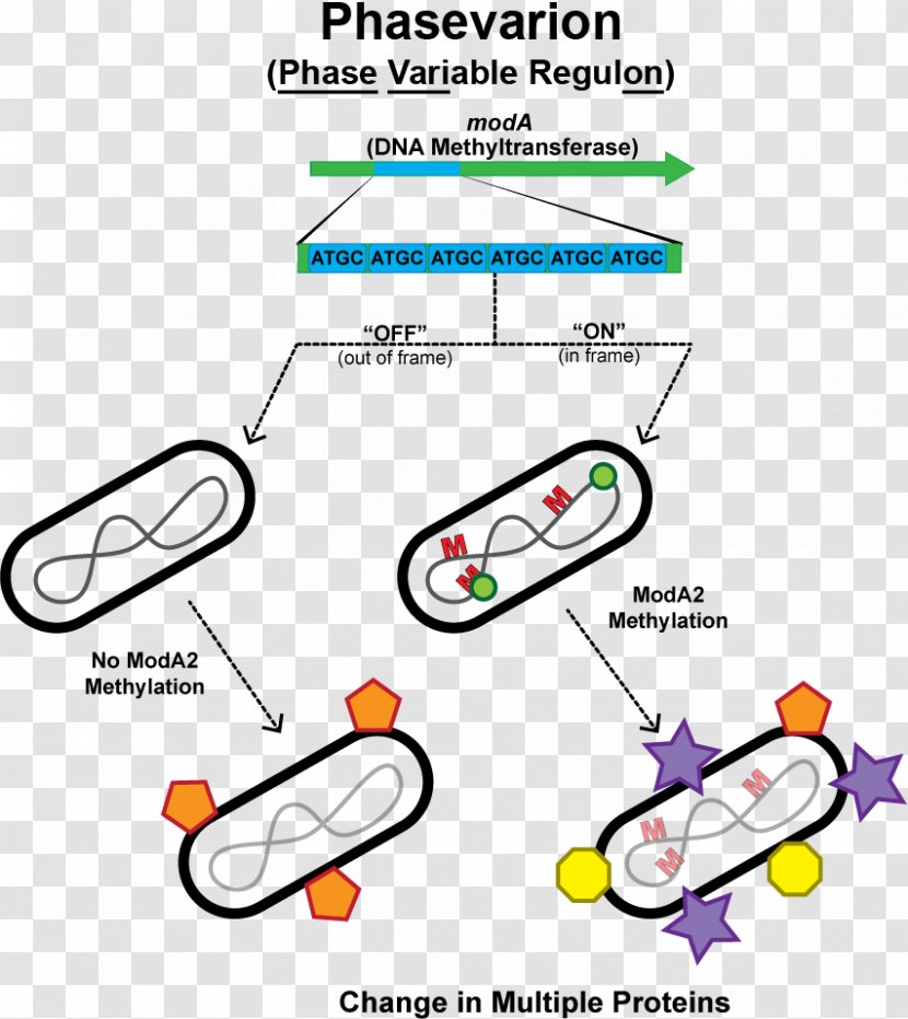 Haemophilus Influenzae Phasevarion Phase Variation Restriction Modification System Enzyme - Influenza - Vaccination Cartoon Images Transparent PNG
