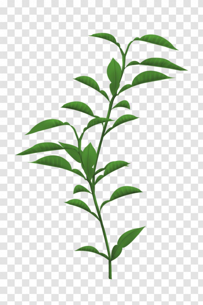 Plant Stem Leaf Plants Trunk Branch Transparent PNG
