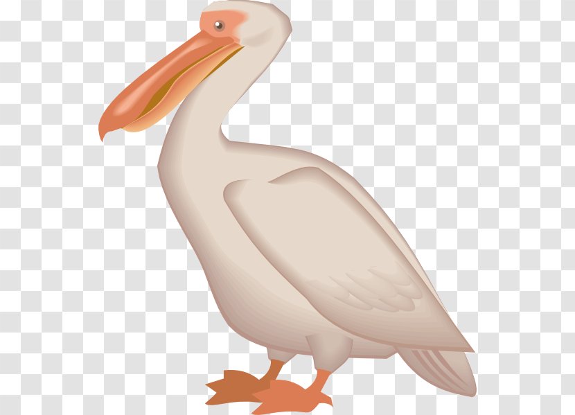 Bird Brown Pelican Clip Art - Beak Transparent PNG