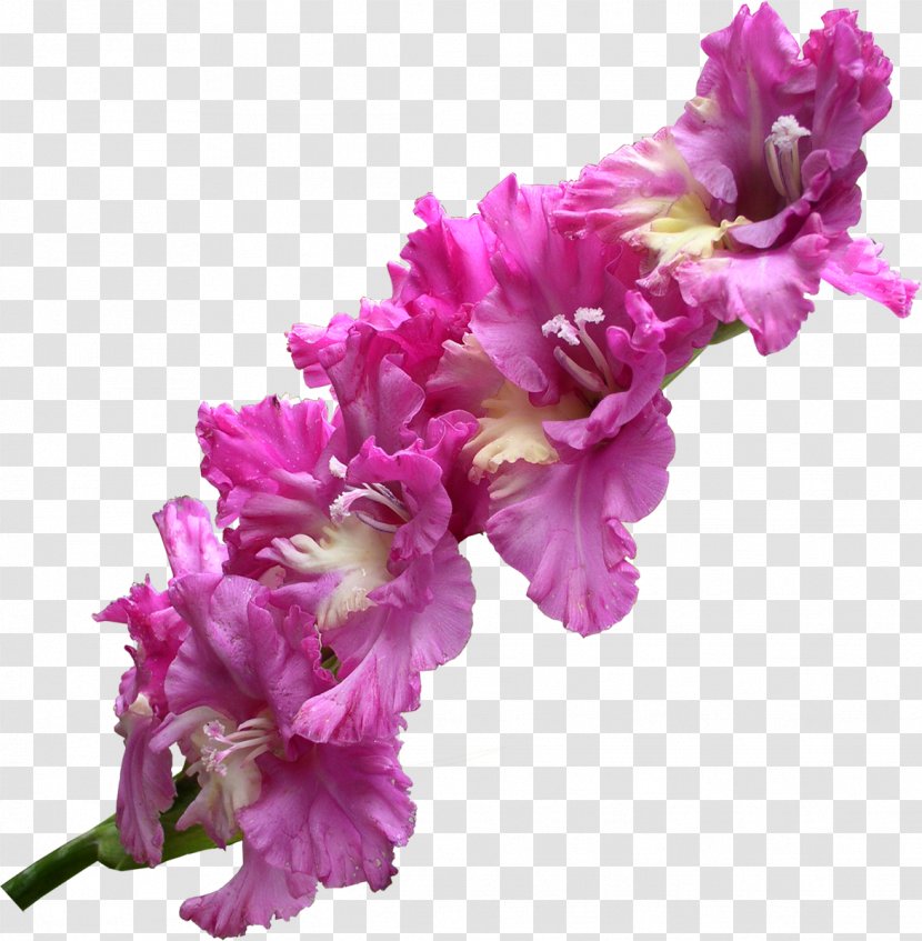 The Gladiolus Clip Art Image - Flowering Plant Transparent PNG
