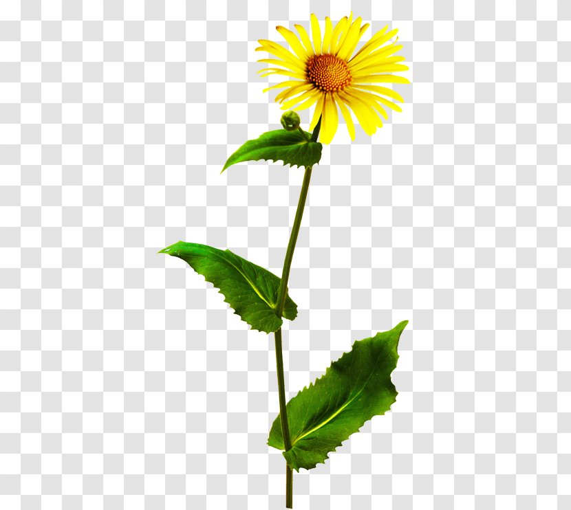 Yellow Flower Orange Plant Stem - Etiquette Transparent PNG