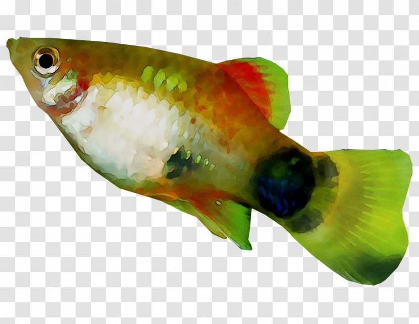 Bony Fishes Marine Biology Fauna - Perch Transparent PNG