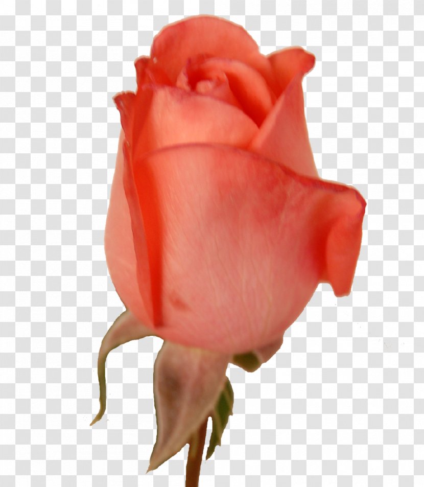 Garden Roses Cabbage Rose Cut Flowers Petal Bud - Heart - PIGION Transparent PNG