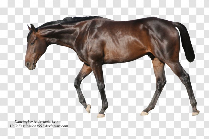 Stallion Horse Foal Transparent PNG