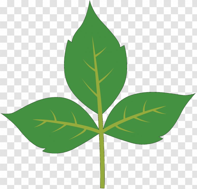 Lotion Leaf Kudzu Aloe Vera Plant Stem - Skin Transparent PNG
