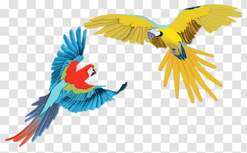 Parrot Clip Art Macaw Drawing - Bird Transparent PNG