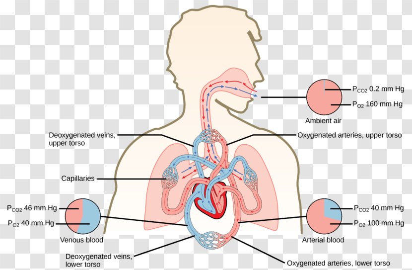 Gas Exchange Carbon Dioxide Oxygen Cycle Pulmonary Alveolus Diffusion - Silhouette - Environmental Labeling Transparent PNG