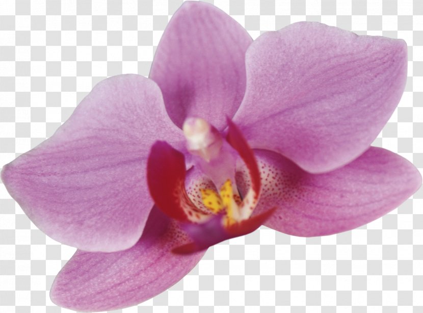 Moth Orchids Cattleya Clip Art - Beauty Scatters Flowers Transparent PNG