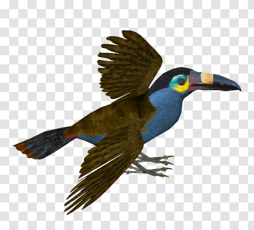 Bird Piciformes Beak Toucan Feather Transparent PNG