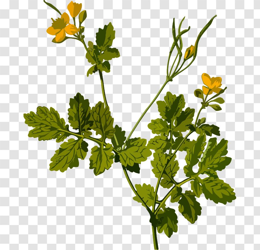 Greater Celandine Herbaceous Plant Ficaria Verna - Wart - Cliparts Transparent PNG