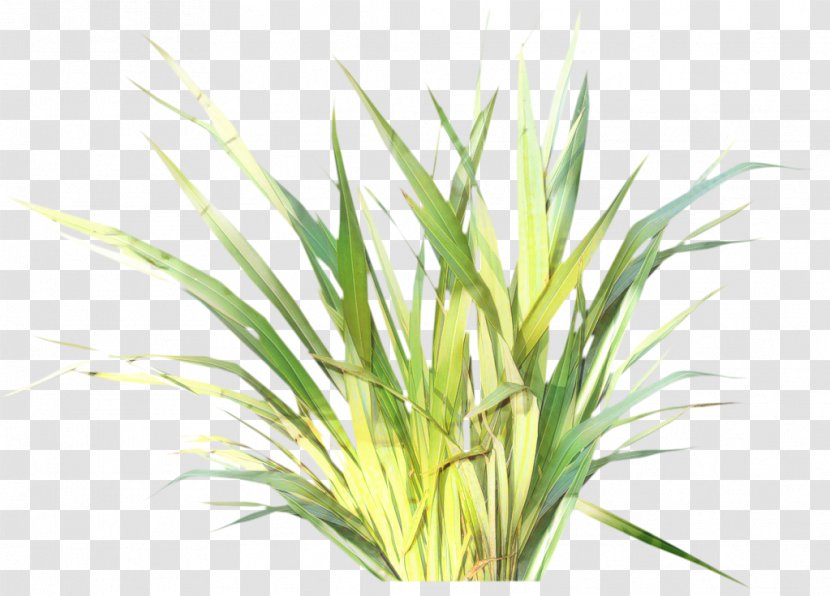 Flower Garden - Lemongrass - Perennial Plant Yucca Transparent PNG