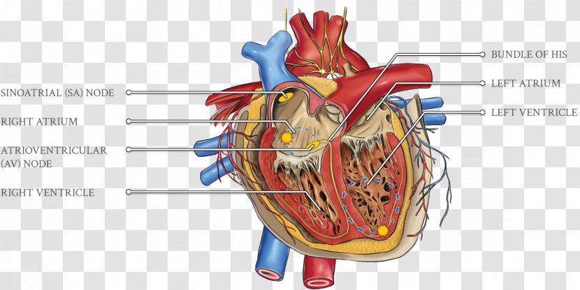 Cardiology Heart Hypercholesterolemia Cardiovascular Disease Cardiac Monitoring - Flower - Ecg Ventricular Tachycardia Transparent PNG