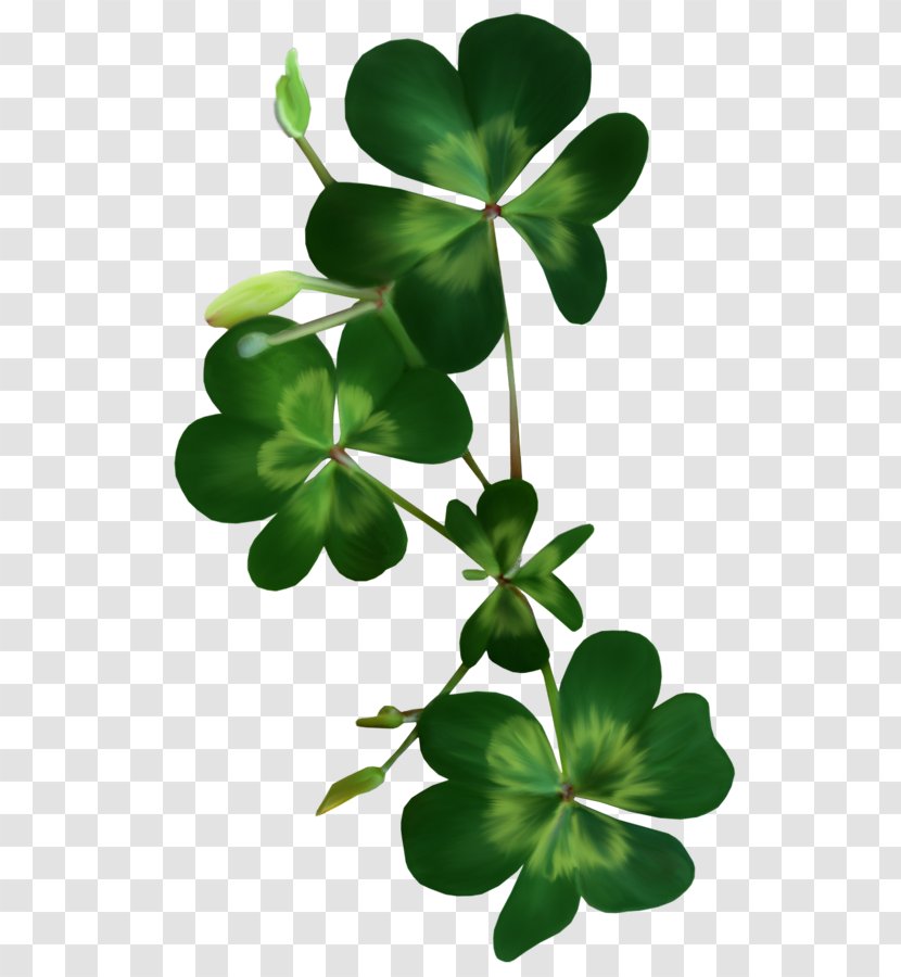 Saint Patrick's Day Shamrock Clover Clip Art - Leprechaun Transparent PNG