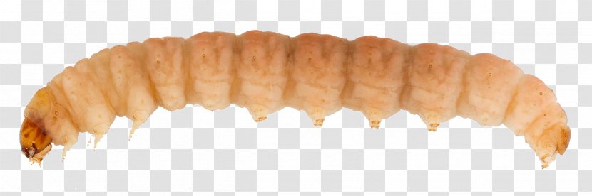 Oriental Fruit Moth Larva Borboleta Anarsia Lineatella - Cydia - Ten Li Peach Blossom Transparent PNG