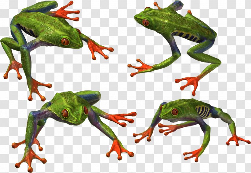 True Frog Toad - Ranidae Transparent PNG