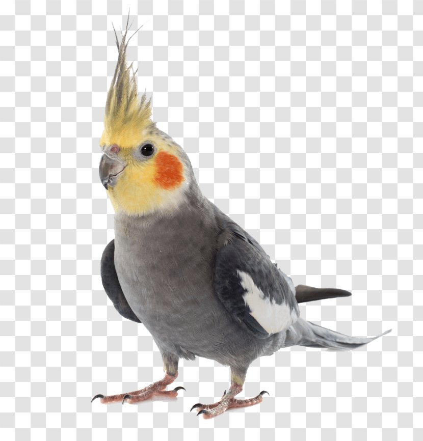 Cockatiel Birdcage Budgerigar Pet - Perico - Bird Transparent PNG