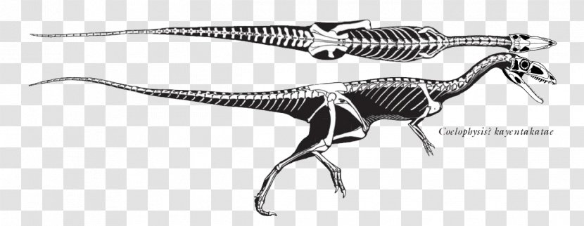 Velociraptor Tyrannosaurus Plateosaurus Staurikosaurus Eoraptor Lunensis - Chindesaurus - Dinosaur Transparent PNG