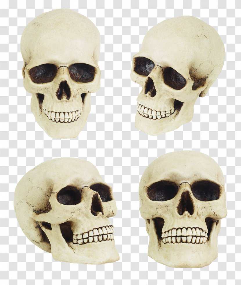 Skull Bone Anatomy Human Skeleton - Jaw Transparent PNG