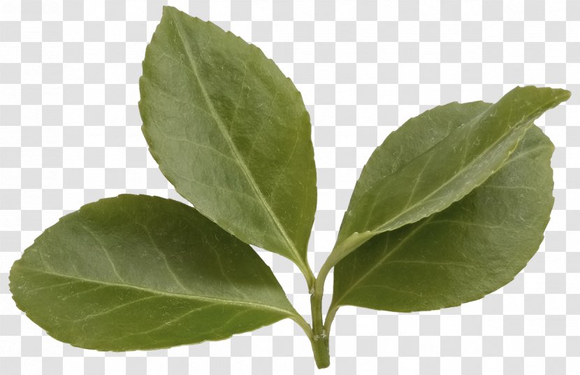 Leaf Tree Clip Art - Basil - Green Leaves Transparent PNG