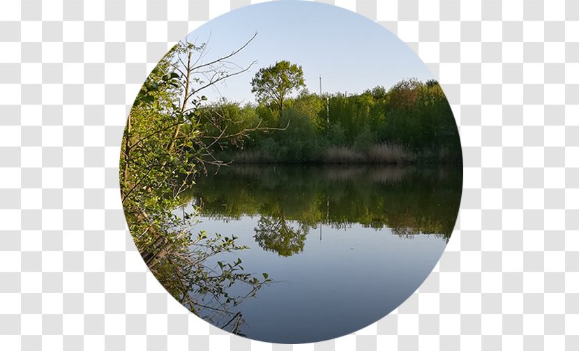 Wetland Pond Marsh Ecosystem Swamp - Camp Transparent PNG