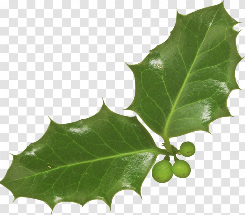 Igloo Leaf Light Aquifoliaceae - Lip - Nest Transparent PNG