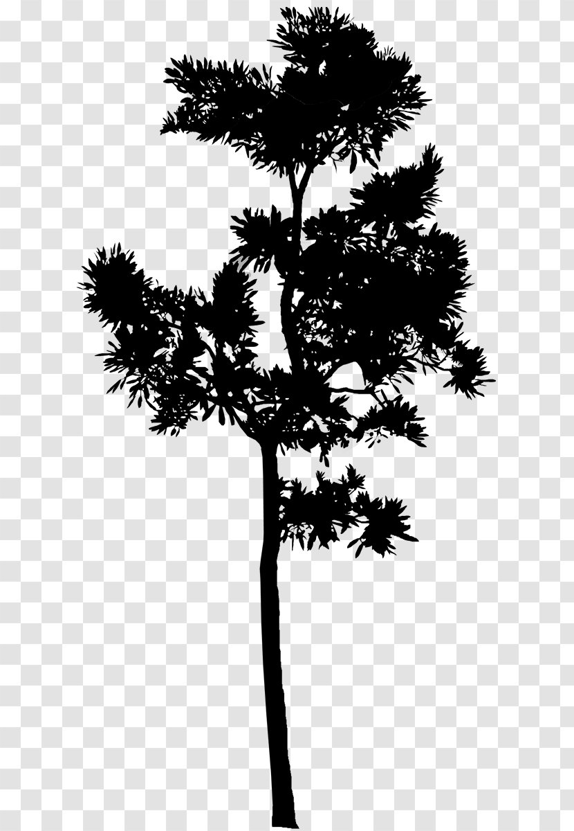 Pine Houseplant Tree Asian Palmyra Palm Leaf - American Larch - Monkey Puzzles Transparent PNG
