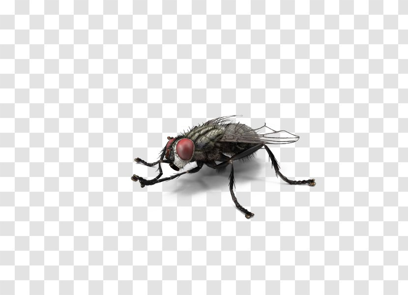 Fly Insect Download - Pest - Red-eyed Transparent PNG