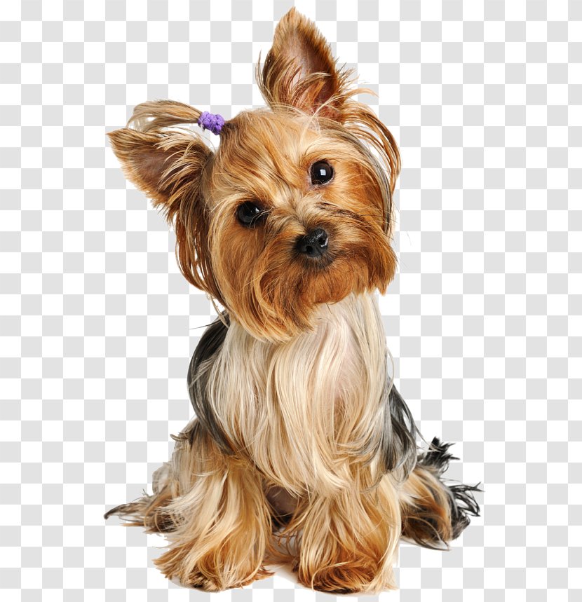 Yorkshire Terrier Puppy Australian Silky Airedale Boston - 2018 Adorable Dogs Transparent PNG