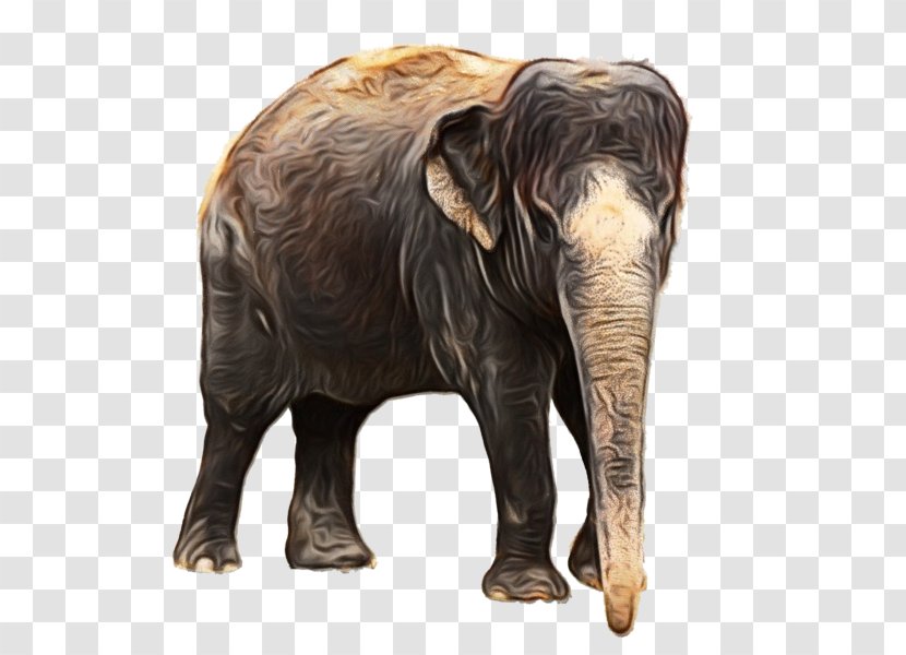 African Bush Elephant Indian Image - Terrestrial Animal - Mammal Transparent PNG